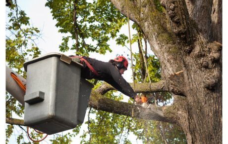 Chainsaw Safety Training